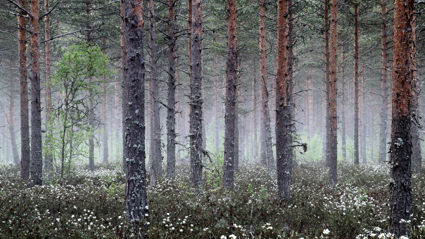 Kuva usvaisesta metsästä