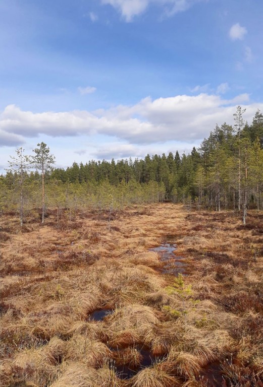 Suo Kirkkaanlamminneva kuvaaja: Pekka Vesterinen