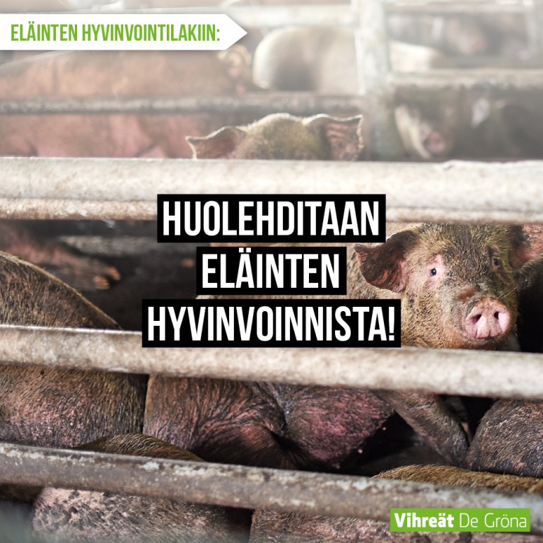 huolehditaan eläinten hyvinvoinnista, kuvassa possuja